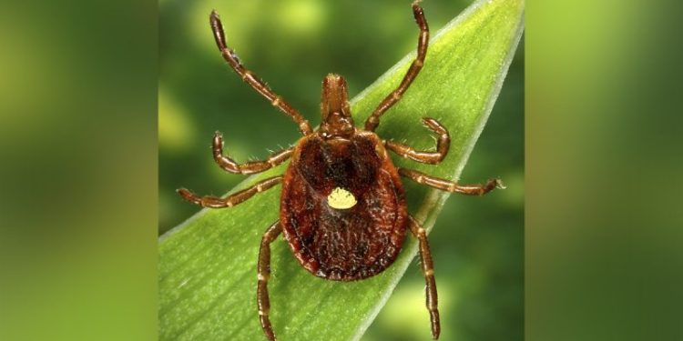 Tick that causes meat allergy, other rare virus is spreading: What symptoms to watch for