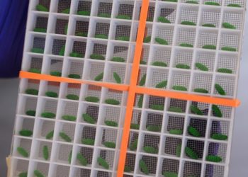 New screwworm case confirmed in Texas
