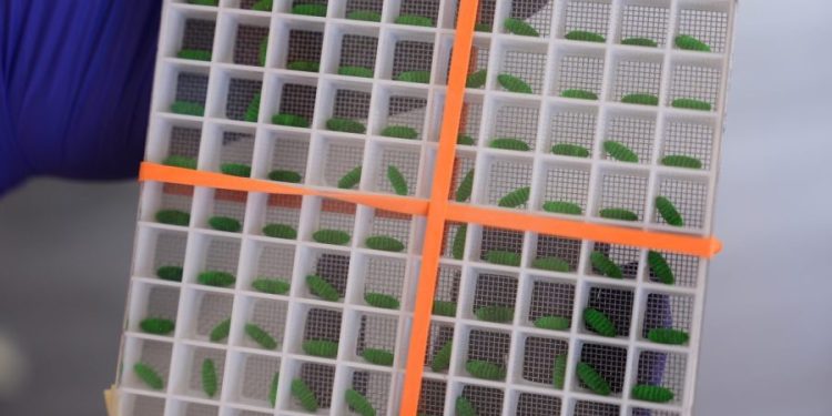 New screwworm case confirmed in Texas