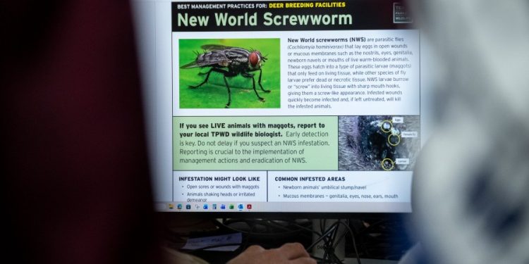 MAP: Where have New World screwworm cases been reported in Texas?