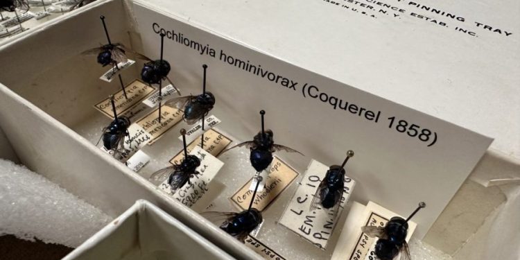 USDA confirms second screwworm fly found in Texas