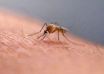 Google wants to release up to 32 million ‘good’ mosquitoes in California and Florida 