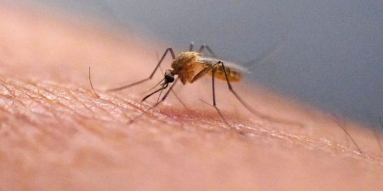 Google wants to release up to 32 million ‘good’ mosquitoes in California and Florida 