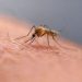 Google wants to release up to 32 million ‘good’ mosquitoes in California and Florida