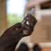 Trump administration unfreezes $600M for Gavi global vaccine effort 