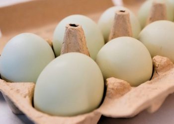 Nearly 1.6 million eggs recalled over salmonella concerns: Full list of products impacted