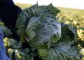 Cyclospora outbreak linked to lettuce expands to 9 states