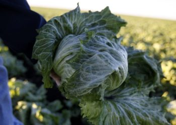 Cyclospora outbreak linked to lettuce expands to 9 states