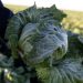 Cyclospora outbreak linked to lettuce expands to 9 states