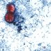 Another cyclospora outbreak not linked to lettuce under investigation: FDA