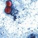 40 percent report buying less produce amid cyclospora outbreak: Poll