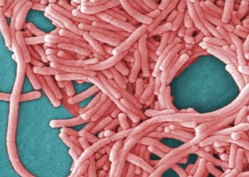 Fifth death reported in NYC Legionnaires’ outbreak