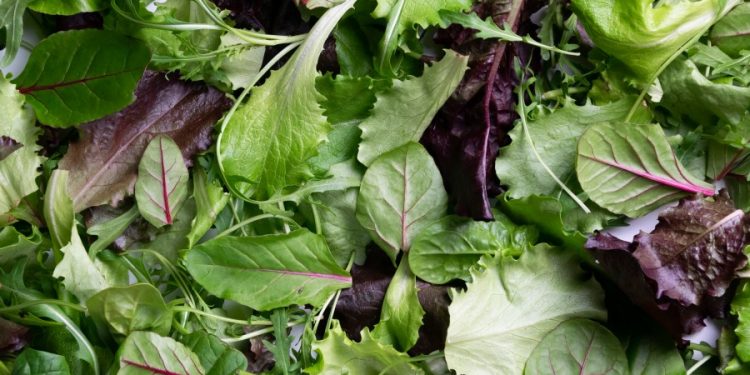 Lettuce or salad greens may be culprit in Michigan cyclosporiasis outbreak, health officials say