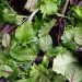 Lettuce or salad greens may be culprit in Michigan cyclosporiasis outbreak, health officials say