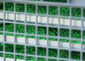 Texas sterile fly facility set for spring opening