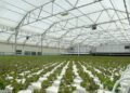 2 cyclospora deaths reported in Michigan