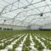2 cyclospora deaths reported in Michigan