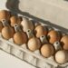 FDA assigns highest-risk Class I status for recall of nearly 1.6 million cartons of eggs