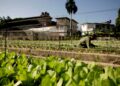 Multistate cyclospora outbreak expands to 15 states