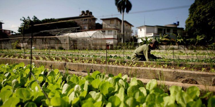 Multistate cyclospora outbreak expands to 15 states