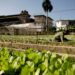 Multistate cyclospora outbreak expands to 15 states