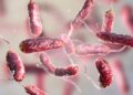 Why are flesh-eating bacteria expanding beyond traditional hotspots?