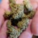 More frequent marijuana users being treated with nausea and vomiting condition: Report