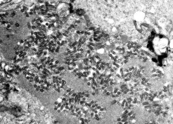 Human rabies exposure cases on the rise, CDC warns