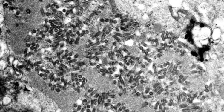 Human rabies exposure cases on the rise, CDC warns