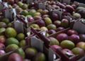 Mangoes recalled in 4 states over salmonella risk
