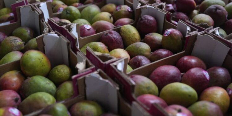 Mangoes recalled in 4 states over salmonella risk