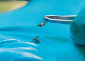 Florida county declares state of emergency as dengue fever cases reach 170