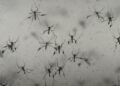 Florida’s dengue outbreak reportedly largest US has seen in decades