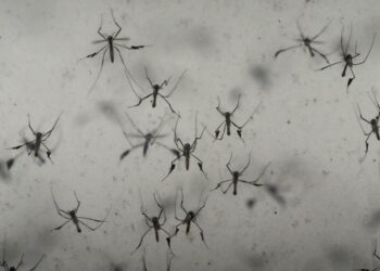 Florida’s dengue outbreak reportedly largest US has seen in decades