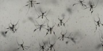 Florida’s dengue outbreak reportedly largest US has seen in decades