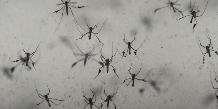 Florida’s dengue outbreak reportedly largest US has seen in decades