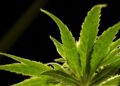 GOP senators call for DOJ to investigate Chinese role in hemp, cannabis markets