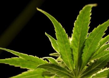 GOP senators call for DOJ to investigate Chinese role in hemp, cannabis markets