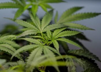 Marijuana legalization linked to rise in heart-related hospitalizations, study finds