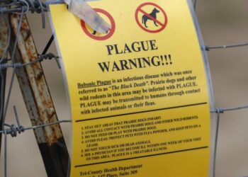 Plague in Russia sparks concern, COVID-19 pandemic memories: 5 things to know