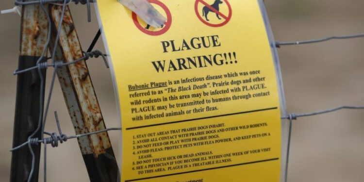 Plague in Russia sparks concern, COVID-19 pandemic memories: 5 things to know