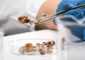 What to know about Trump’s MAHA-backed push for psychedelic research
