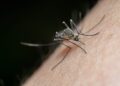 New Florida counties report dengue cases as statewide total passes 400