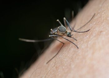 New Florida counties report dengue cases as statewide total passes 400