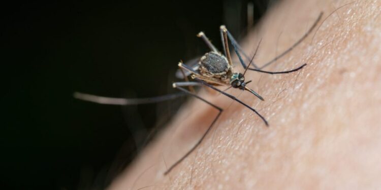 New Florida counties report dengue cases as statewide total passes 400