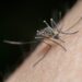 New Florida counties report dengue cases as statewide total passes 400